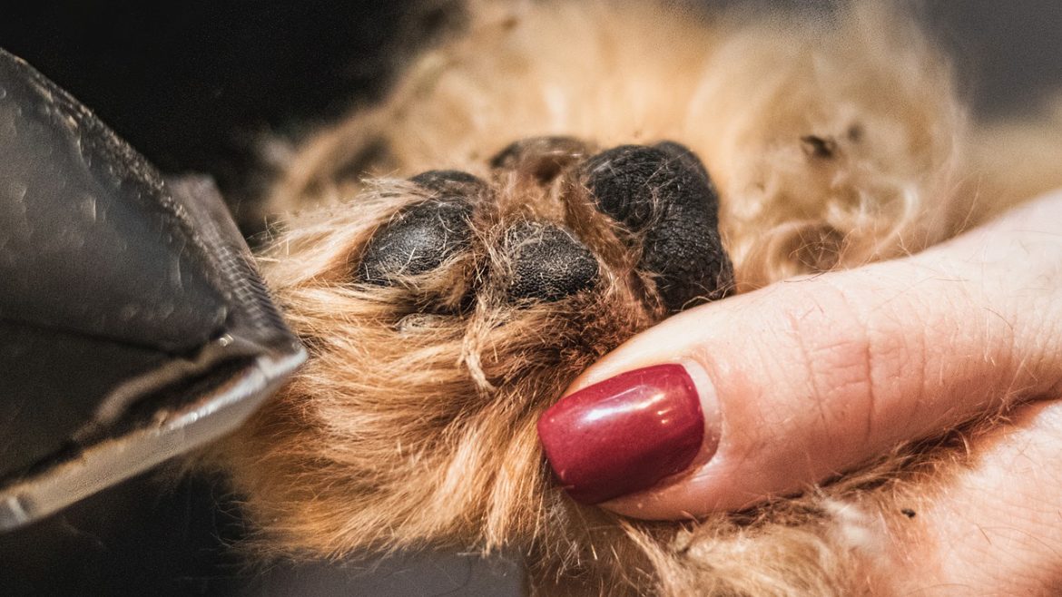 Unleashing the Benefits of Regular Dog Grooming