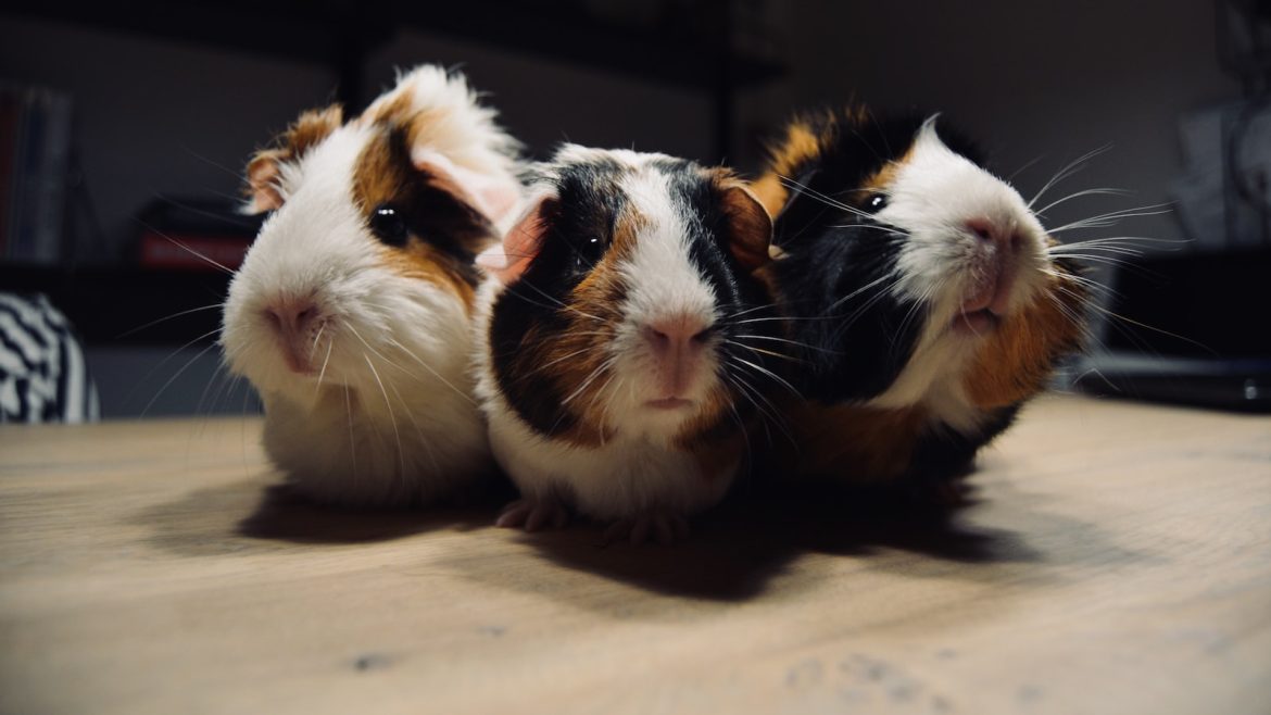 Paws for Thought: Navigating Travel Risks with Accident-Prone Pets