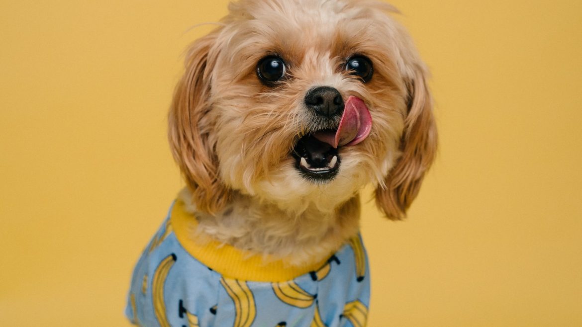 socialized-pets-the-key-to-a-happier-home.jpg Socialized Pets: The Key to a Happier Home