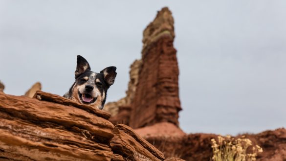 Pampering Pets: Stress-Busting Tips