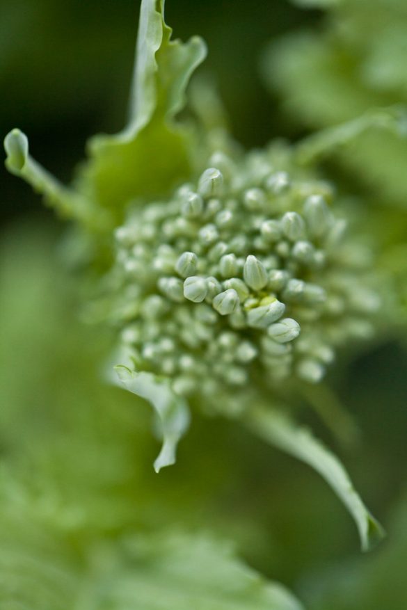 Broccoli Boost: Why Your Pet Needs This Superfood