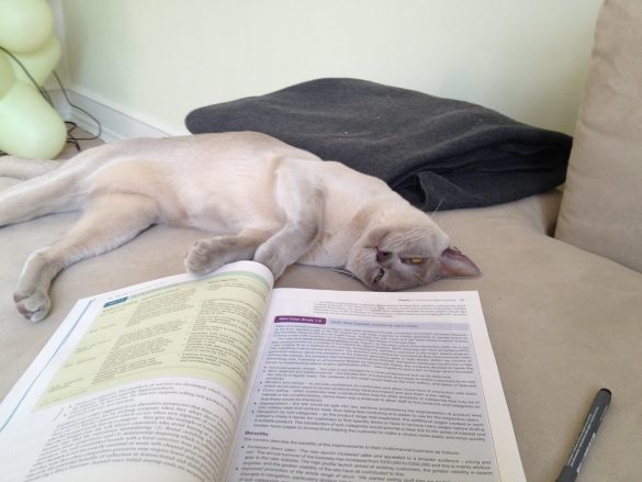 Unleashing Your Pet’s Potential: The Power of Mental Stimulation