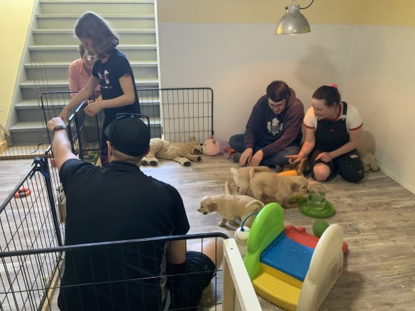 Farm-Friendly Furry Friends: Why Socialization Matters