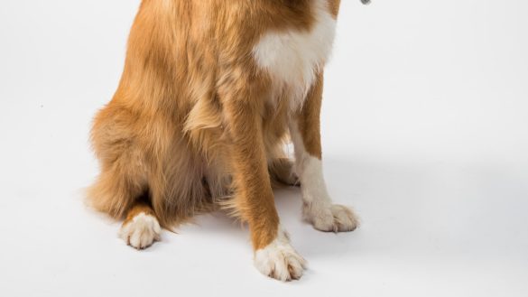 Penny-wise Pet Care: Budget-Friendly Feeding Tips