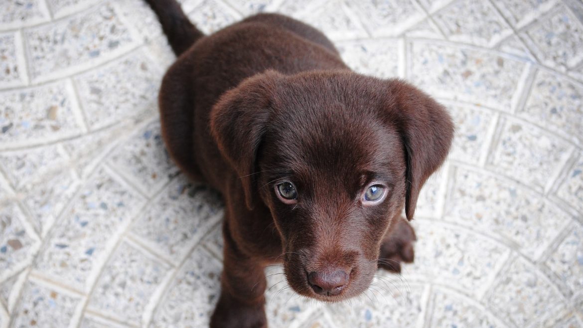 From Puppies to Adults: Decoding Pet Growth