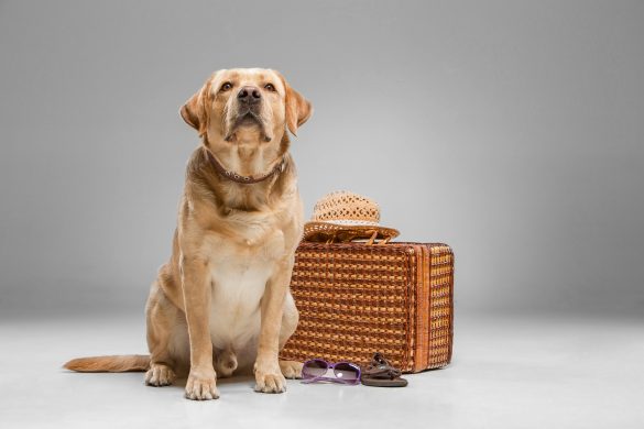 Pet Travel: Navigating Emergencies with Ease