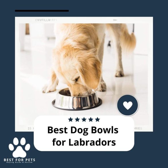 Match Made: Finding Your Perfect Pet Temperament