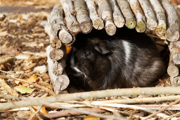 Purrfect Pet Care: A Healthy Routine