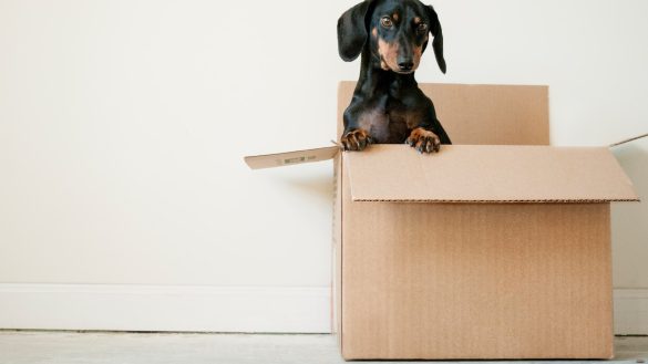 Pet Nutrition: The Key Nutrients for a Balanced Diet