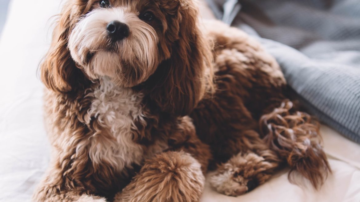 Paw-some Nutrition: The Power of Pet Vitamins & Supplements