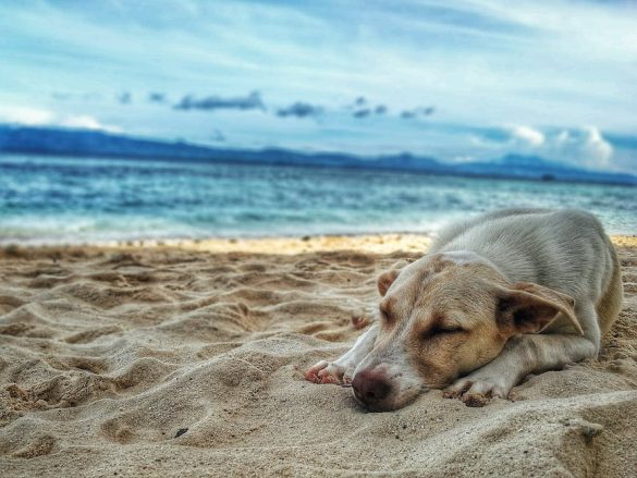 Stormy Skies? Calm Your Pet with These Travel Tips