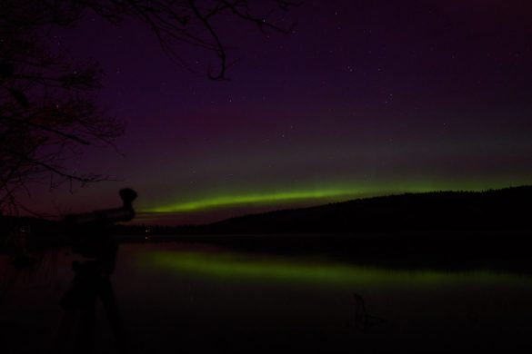 Sparkling Fur: Tips for a Lustrous Pet Coat