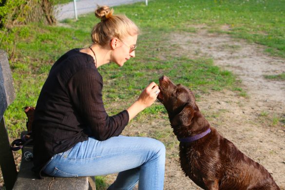 Potty-Perfect Pups: Mastering Dog Training Tips