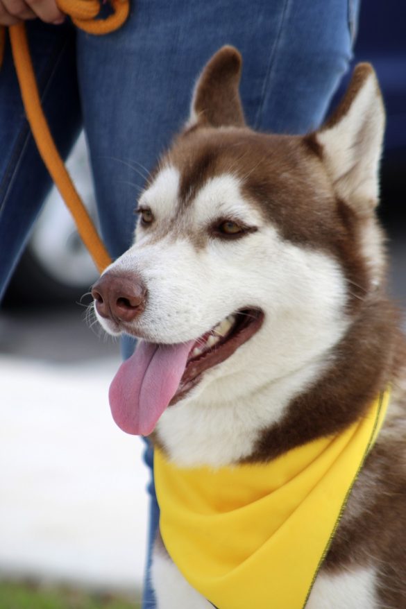 Pawsitively Motivated: Unpacking Pet Training’s Driving Force