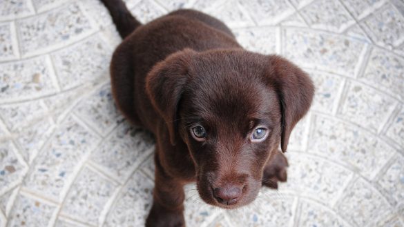 Cracking the Code: Decoding Your Pet’s Immunity