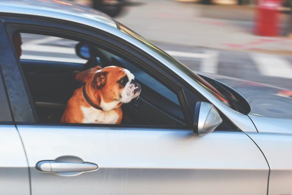 Paws and Motion: Decoding Your Pet’s Car Sickness