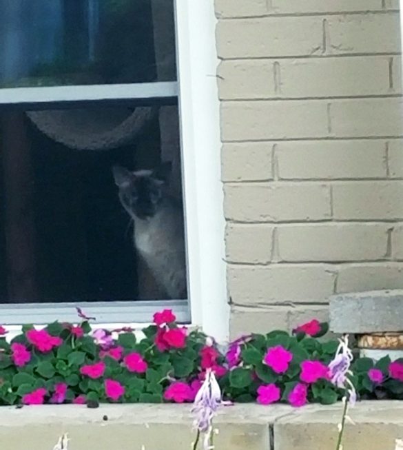 From Hunter to Home: The Perks of Adopting a Trained Pet