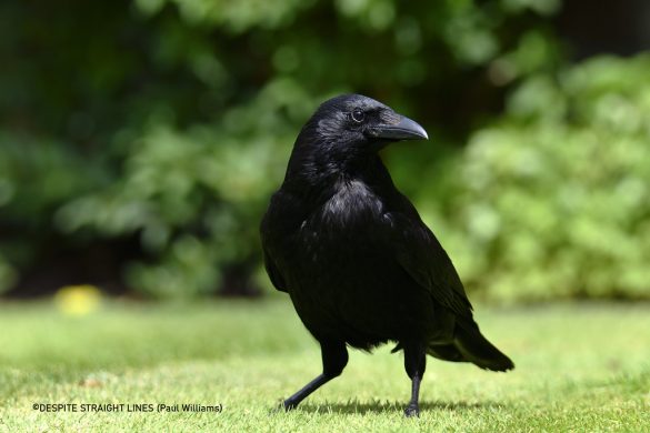 Digestive Delicacies: Choosing the Perfect Pet Diet