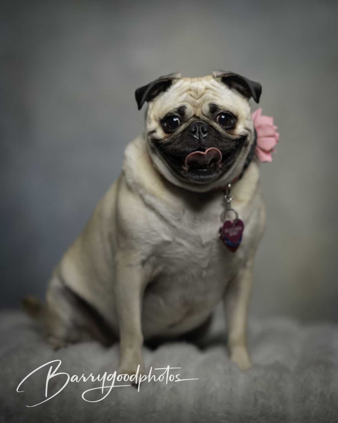 Fit Fido: Balancing Your Pet’s Health