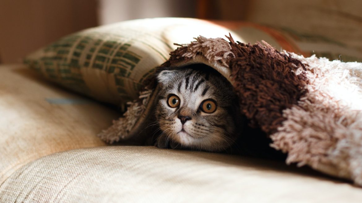 Matching Your Lifestyle: Choosing the Perfect Rural Pet Energy Level