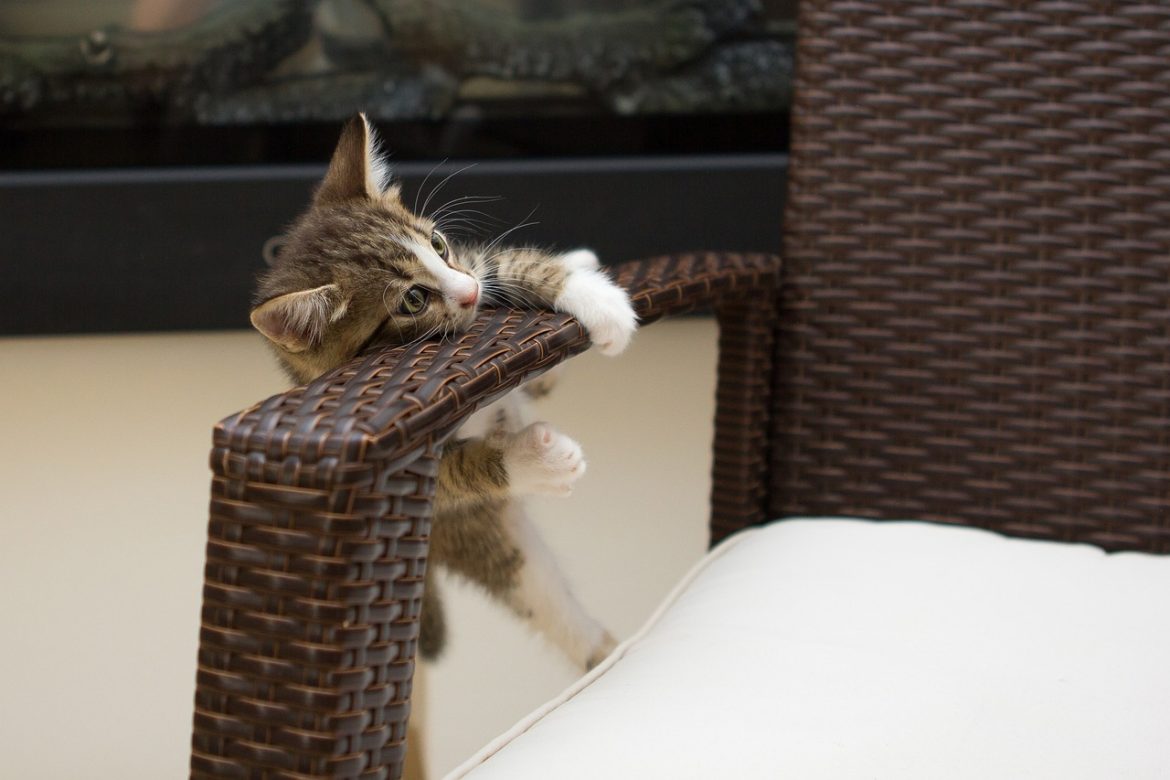 gut-woes-heres-your-pet-digestive-guide.jpg Gut Woes? Here’s Your Pet Digestive Guide.