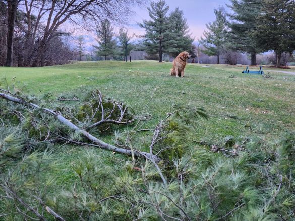 Homestead Energy: Choosing the Right Pet