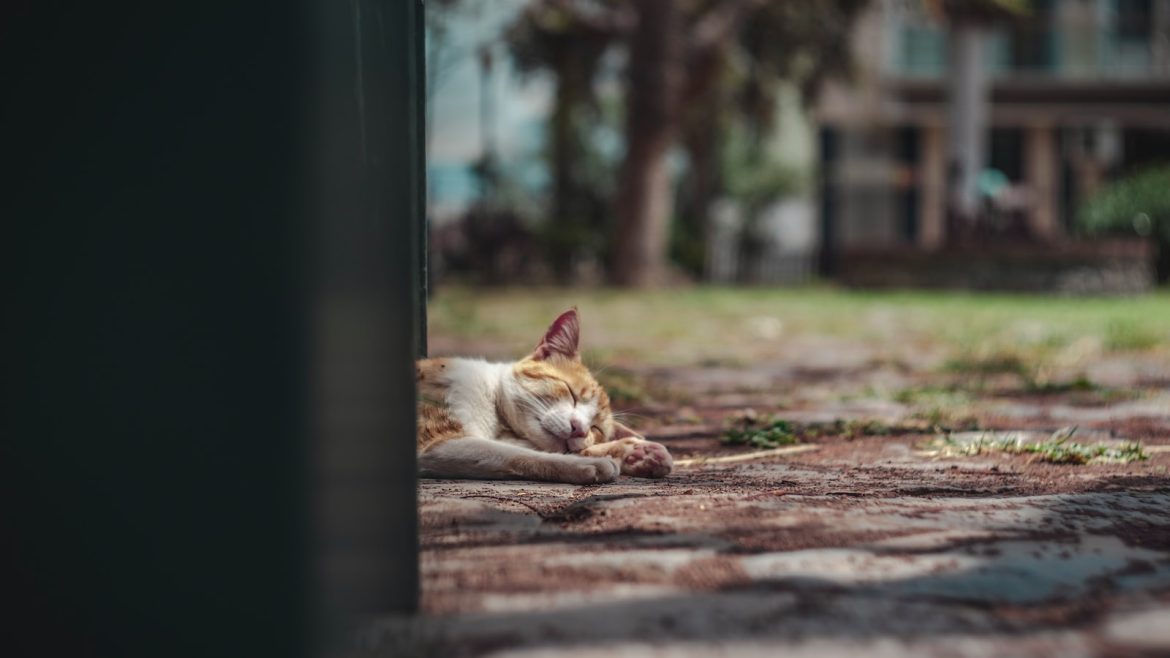 traveling-with-pets-the-importance-of-familiarity.jpg Traveling with Pets: The Importance of Familiarity