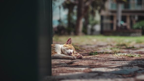 Traveling with Pets: The Importance of Familiarity