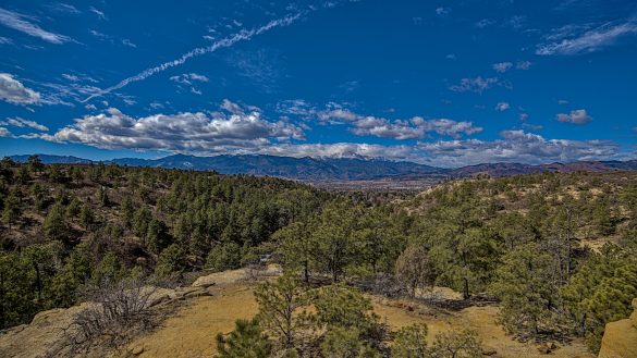 Socialized Pets: The Key to Harmonious Animal Coexistence