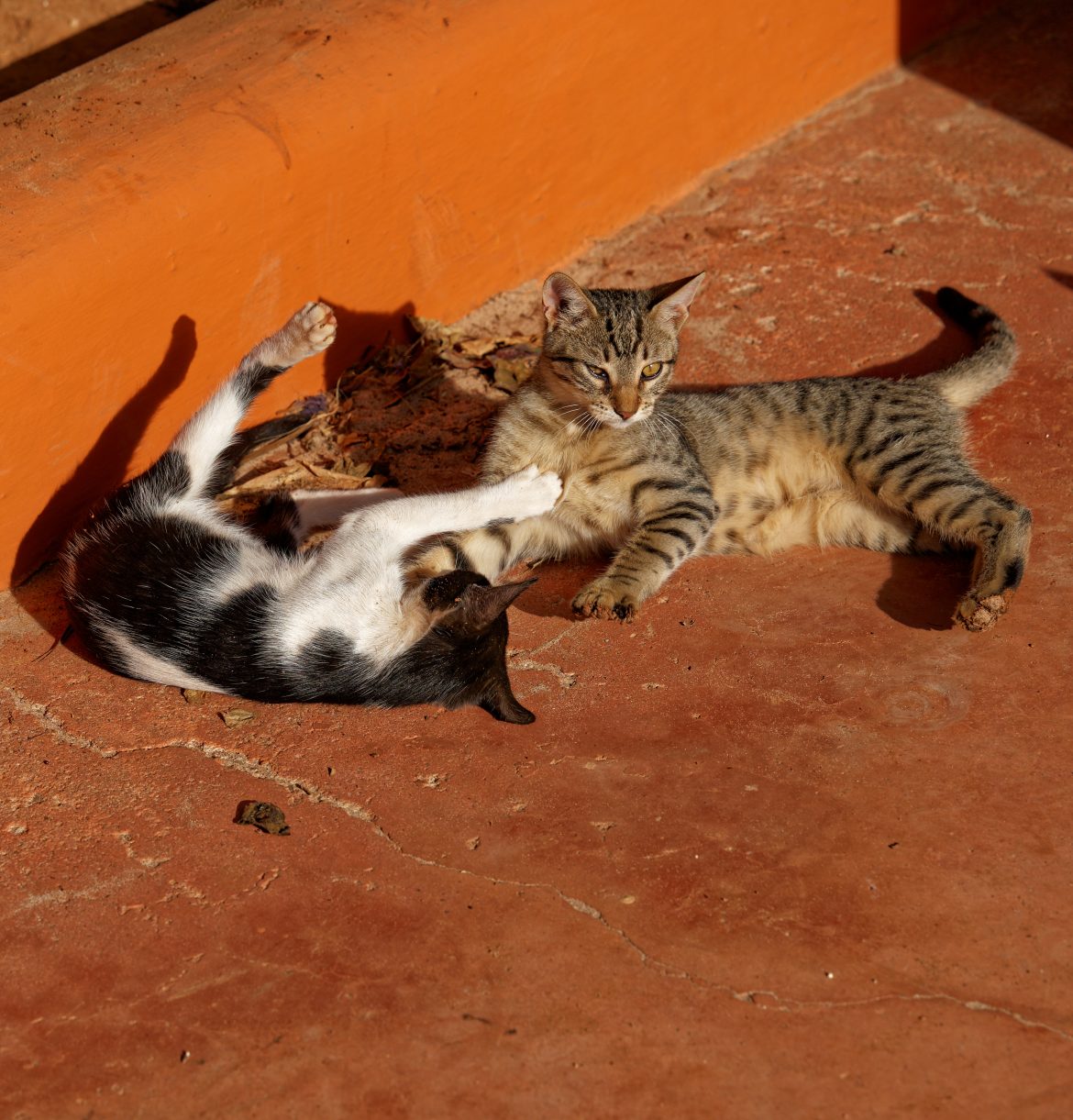 Traveling with Pets: Cracking the Attention Code