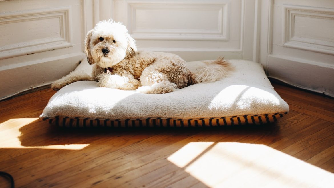diabetic-pet-no-problem-travel-tips.jpg Diabetic Pet? No Problem: Travel Tips!