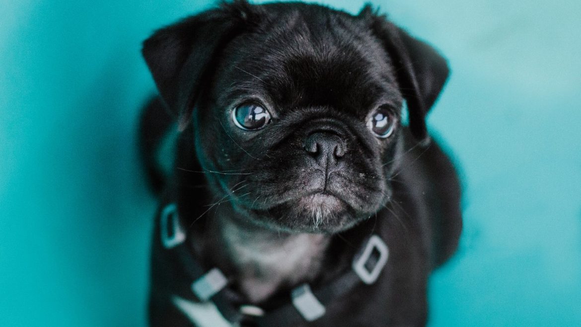 apartment-pals-finding-your-perfect-pet-breed.jpg Apartment Pals: Finding Your Perfect Pet Breed