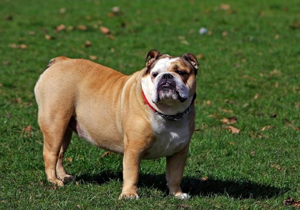 Settling in: Tips for Busy Homes & New Pets