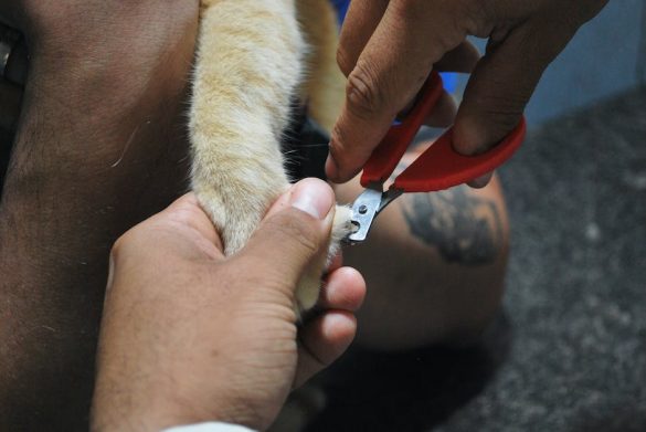 Paw-some Benefits of Consistent Pet Nail Care