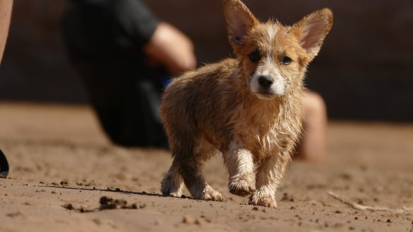 Harmony in the Bowl: Feeding Diverse Pets