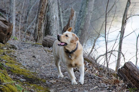 Mastering Pet Tricks: Expert Tips for Teaching Fido
