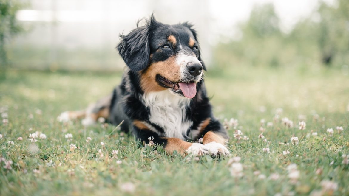 Pawsitively Healthy: Caring for Pets with Unique Needs