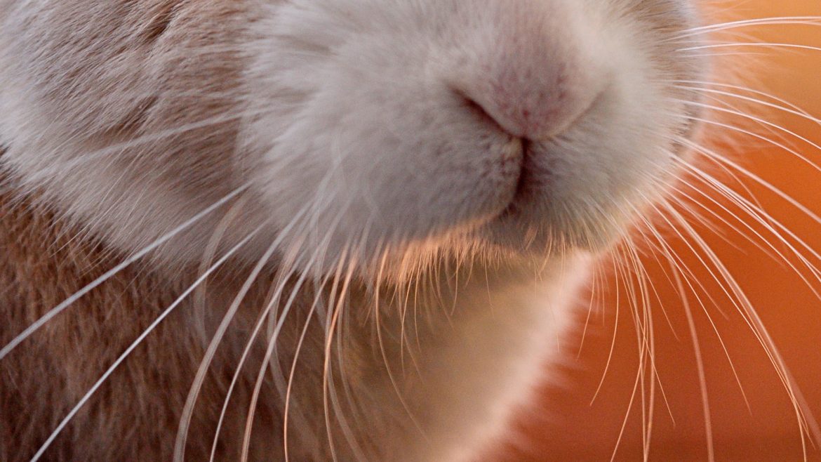 Healthy Travels: Why Your Pet’s Records Matter