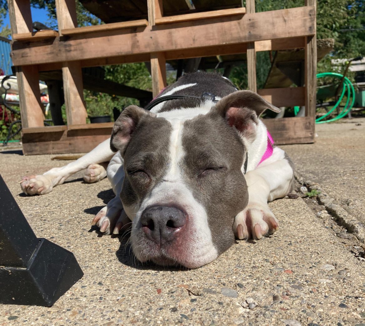 Pawsitively Different: Embracing the Perks of Special Needs Pet Adoption