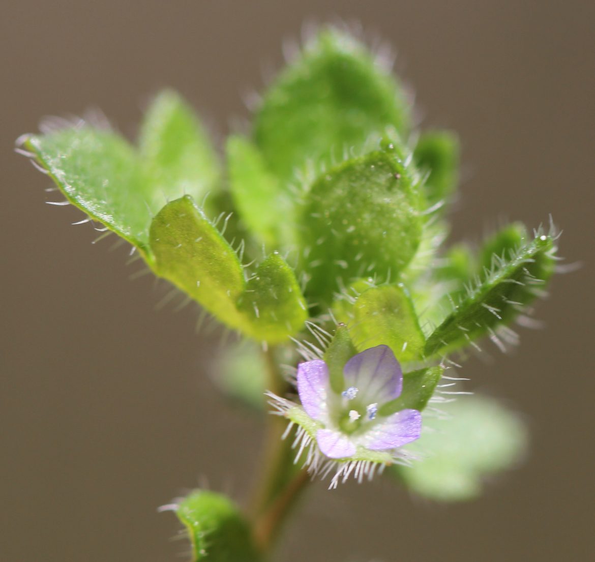 Ramp Up Your Pet’s Travel Game: Choosing the Perfect Pet Ramp