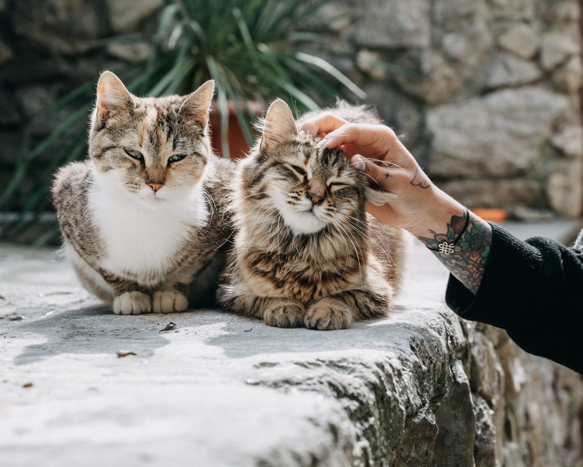 purrfectly-clean-tips-for-a-healthy-pet-home.jpg Purrfectly Clean: Tips for a Healthy Pet Home