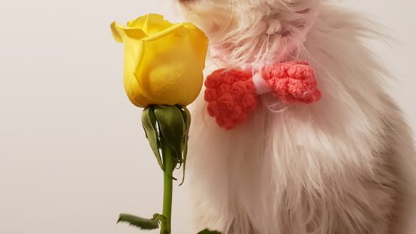 Feeding Fido: Navigating the Pet Food Aisle