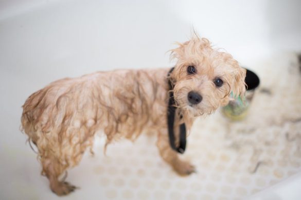 Pamper Your Pet: The Health Perks of Regular Grooming