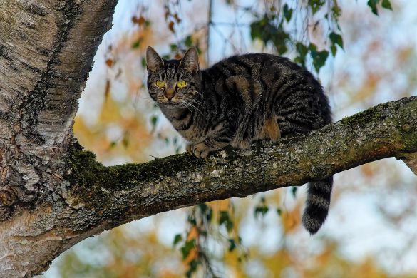 Scratch the Right Itch: Choosing the Perfect Cat Post