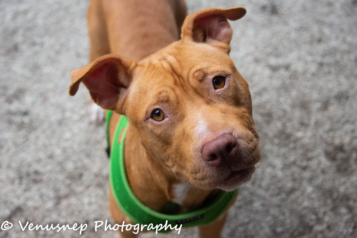saving-lives-finding-love-no-kill-shelter-pet-adoption.jpg Saving Lives, Finding Love: No-Kill Shelter Pet Adoption
