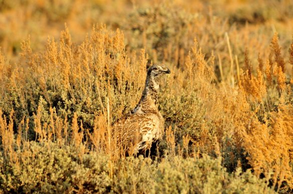 Wildlife Woes? Tips to Ease Your Pet’s Fears