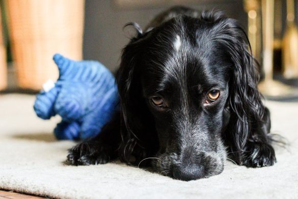 Saving Lives: The Power of Adopting Rescued Pets