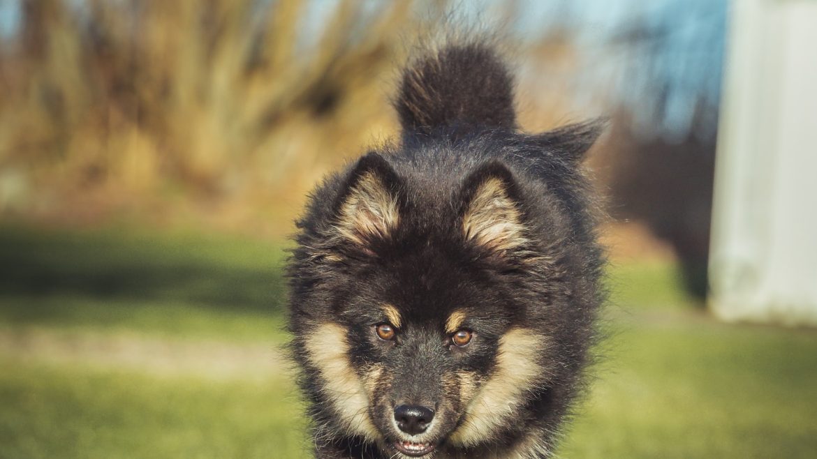 puppy-kitten-travel-risks-revealed.jpg Puppy & Kitten Travel: Risks Revealed