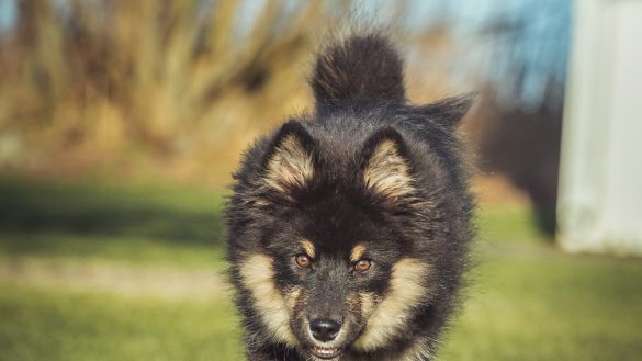 Puppy & Kitten Travel: Risks Revealed