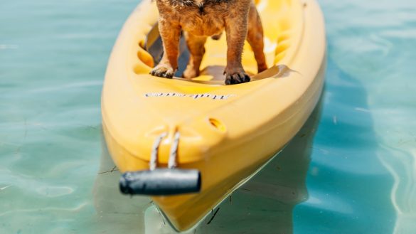 Paws for Prevention: Tips to Avoid Pet Poisoning